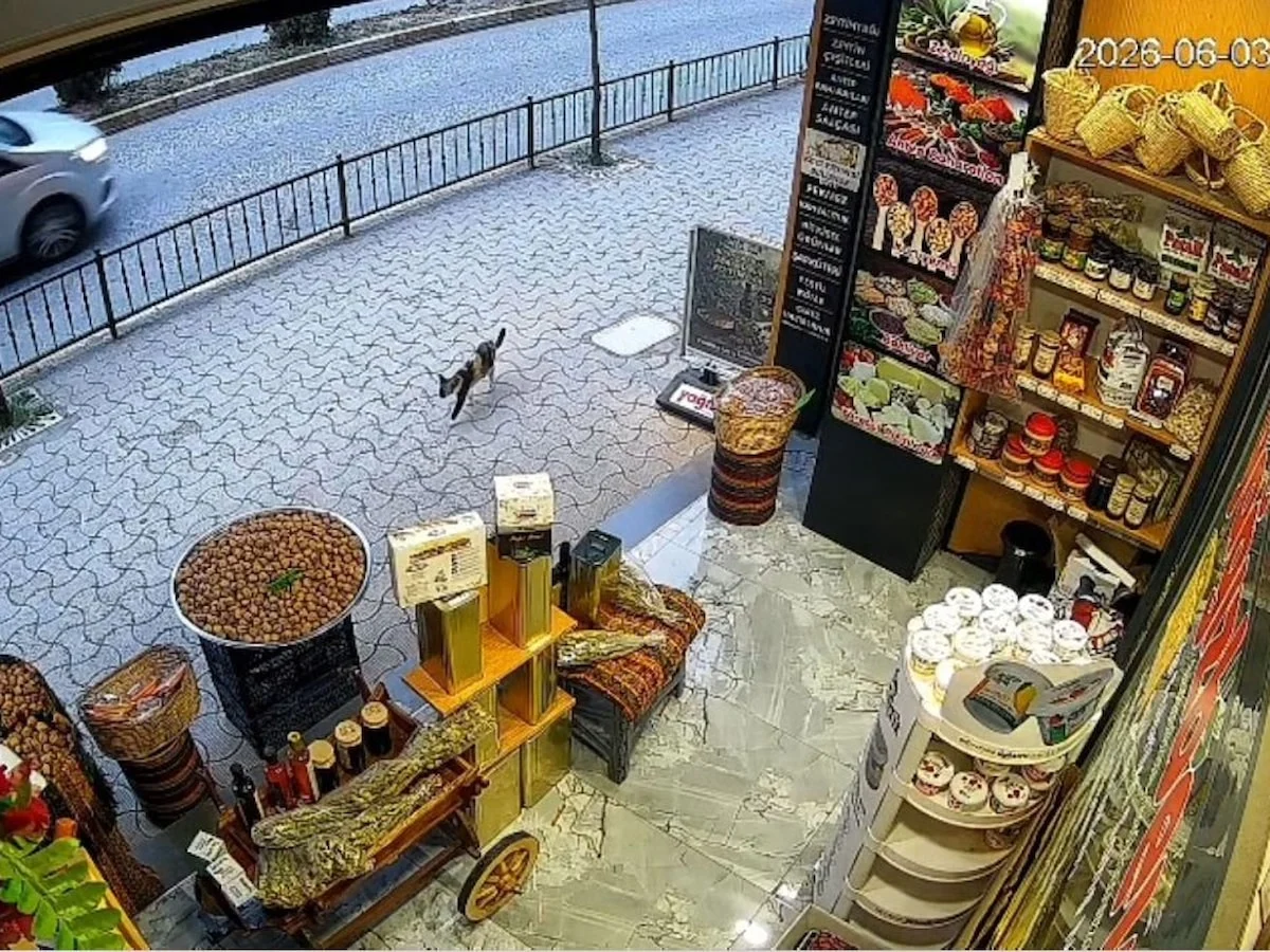 Giresun’da kedinin devirdiği çuvaldaki cevizler yola saçıldı