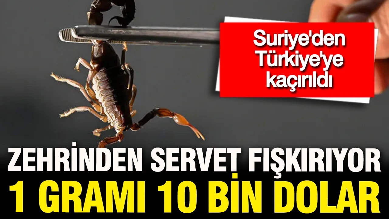 500 gramı 5 milyon dolar: Suriye'den Türkiye'ye geldi ama zehrinden servet fışkırıyor