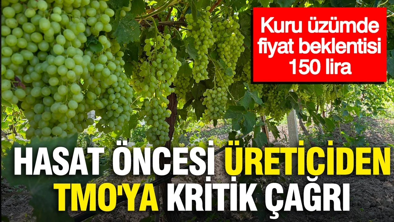 Hasat öncesi üreticiden TMO'ya kritik çağrı: Kuru üzümde fiyat beklentisi 150 lira