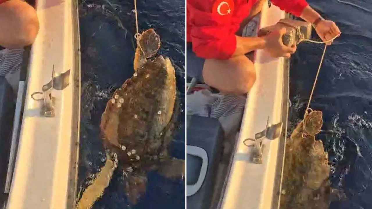 Kan donduran vicdansızlık! Caretta Carettanın ayağına parke taşı bağlayıp denize attılar