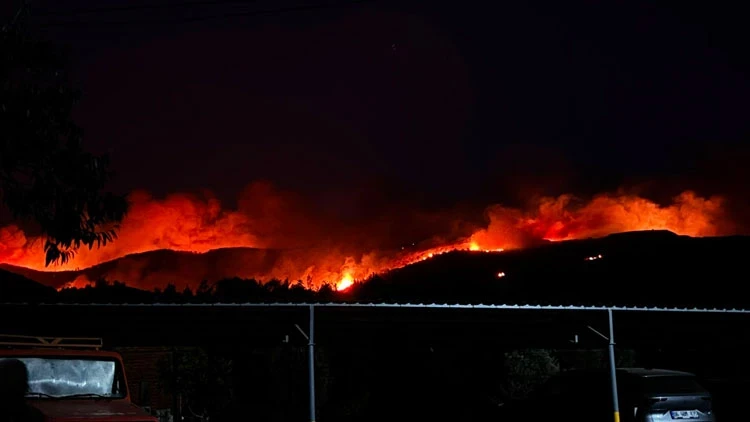 Milas'ta orman yangını