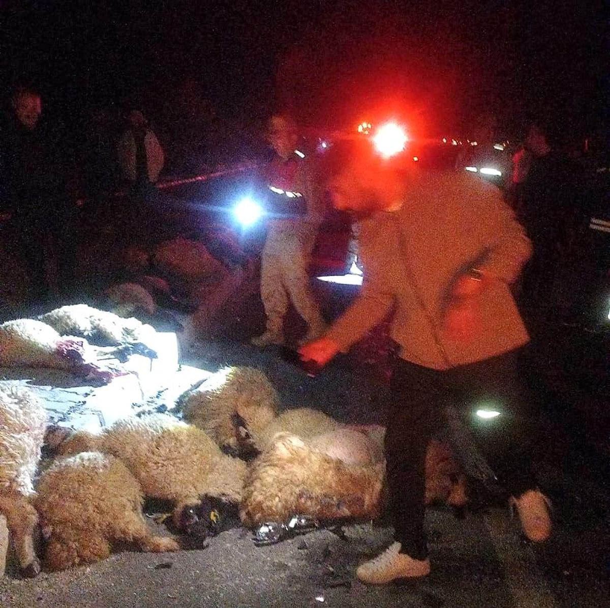 Van'da otomobil koyun sürüsüne çarptı: 17 koyun telef oldu