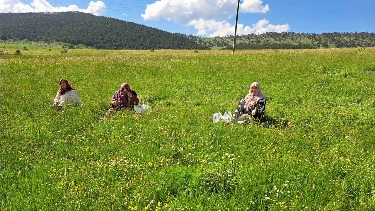 Ordu yaylalarında yeşil mesai: Dayılı köyünde binbir zahmetle gelen ‘madımak’ bereketi