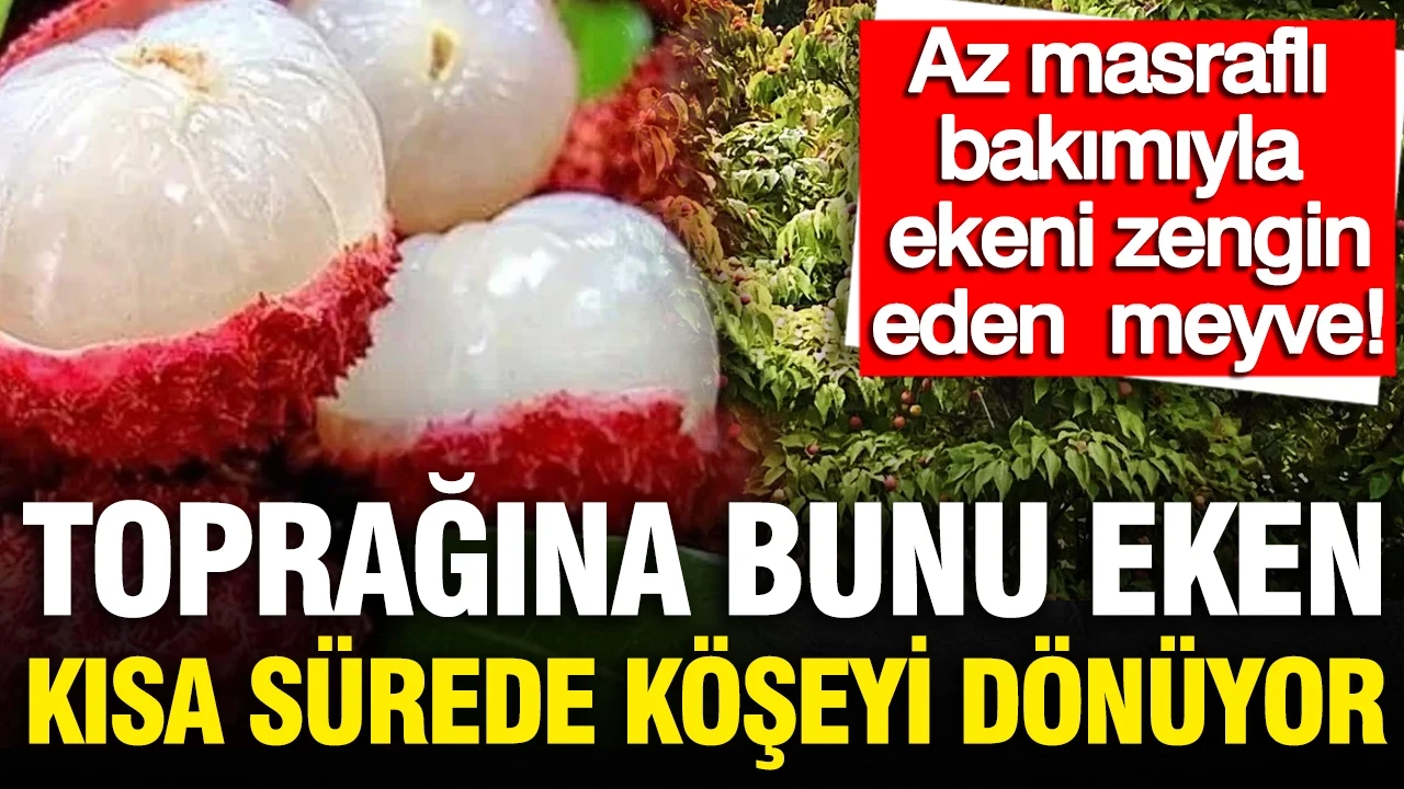 Toprağına bunu eken kısa sürede köşeyi dönüyor: Az masraflı bakımıyla ekeni zengin eden meyve