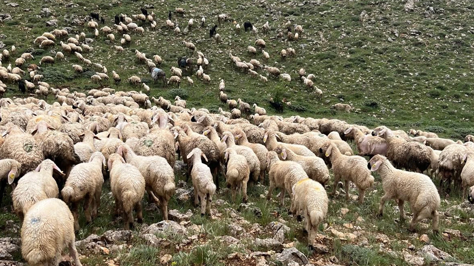 Sivas’ta sürünün üzerine yıldırım düştü, 5 koyun telef oldu
