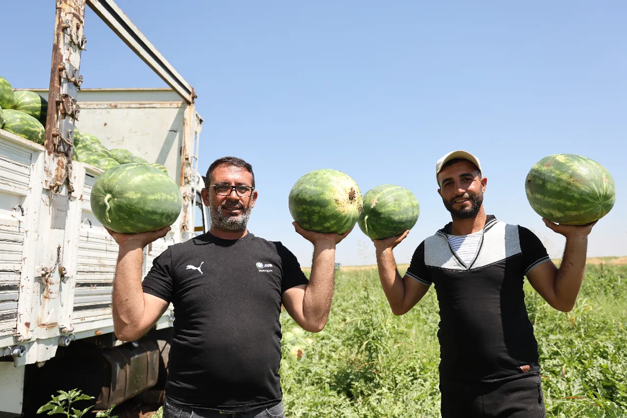 Diyarbakır karpuzunda hasat devam ediyor! İşte tarla fiyatı