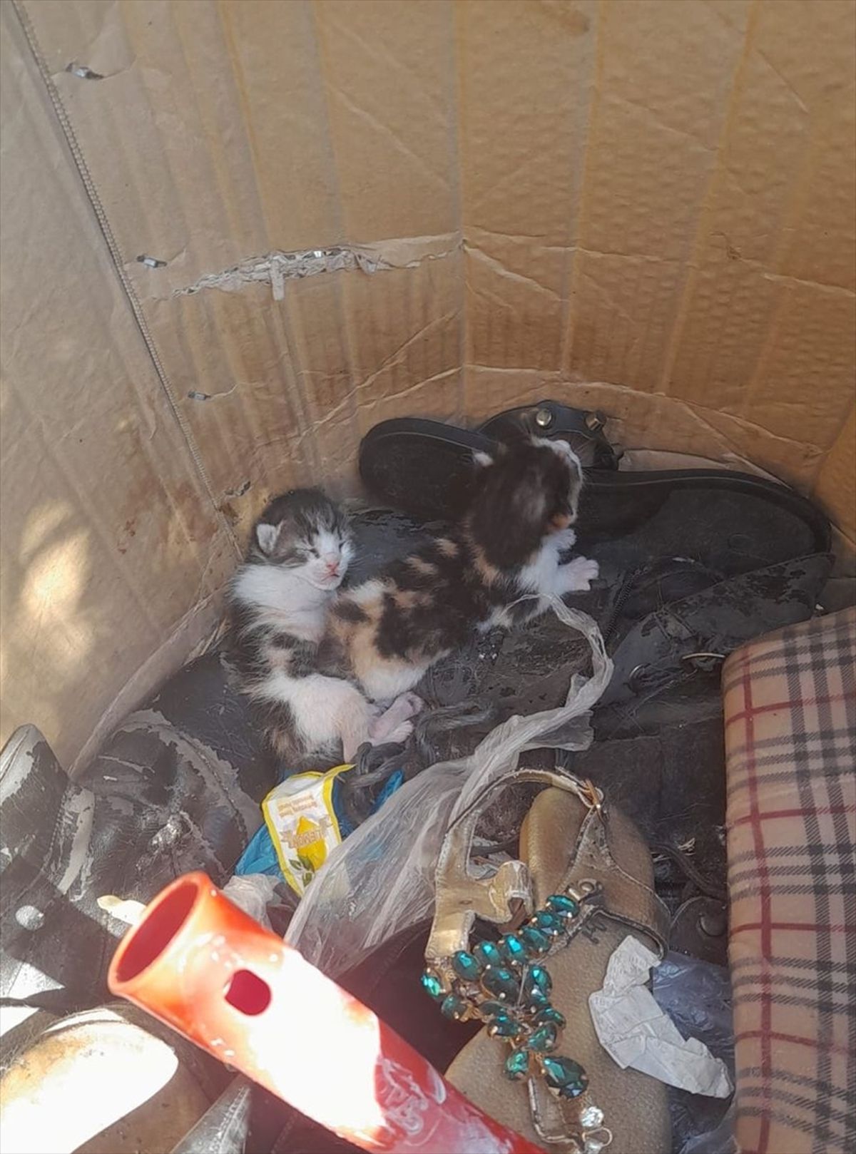 Bodrum'da çöp konteyneri kenarına kutuyla bırakılan kedi yavruları kurtarıldı