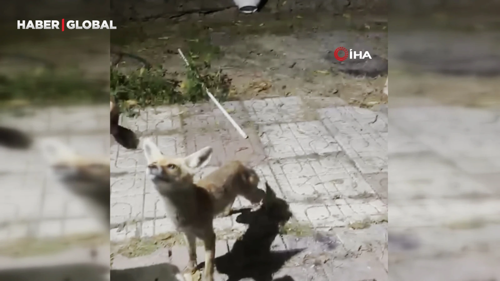 Bahçesine giren tilkiyi kedi gibi sevdi, elleriyle besledi