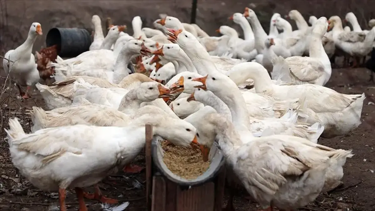 Kaz Eti Yenir Mi, Kokar Mı? Kaz Eti Nasıl Pişirilir? Kaz Eti Pişirme Önerileri...