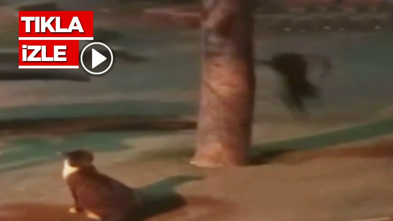 Ankara faresi kedileri kovaladı!