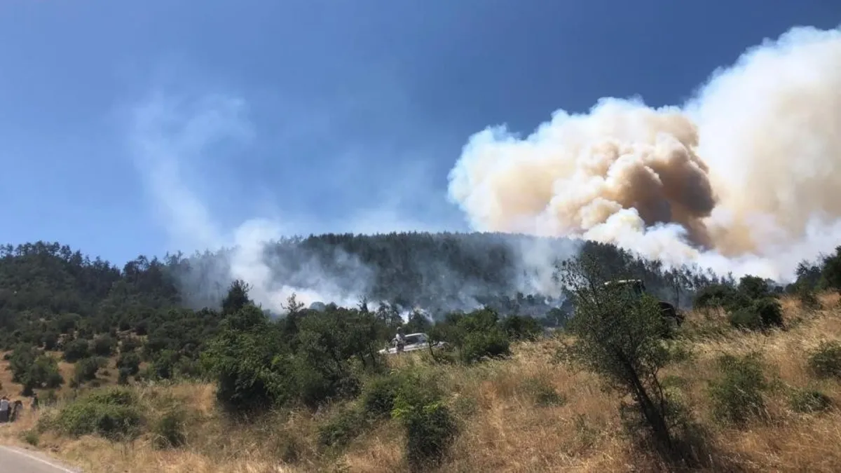 Son dakika: Balıkesir'de orman yangını