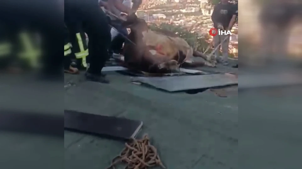 Afyonkarahisar’da çatıda mahsur kalan inek kurtarıldı
