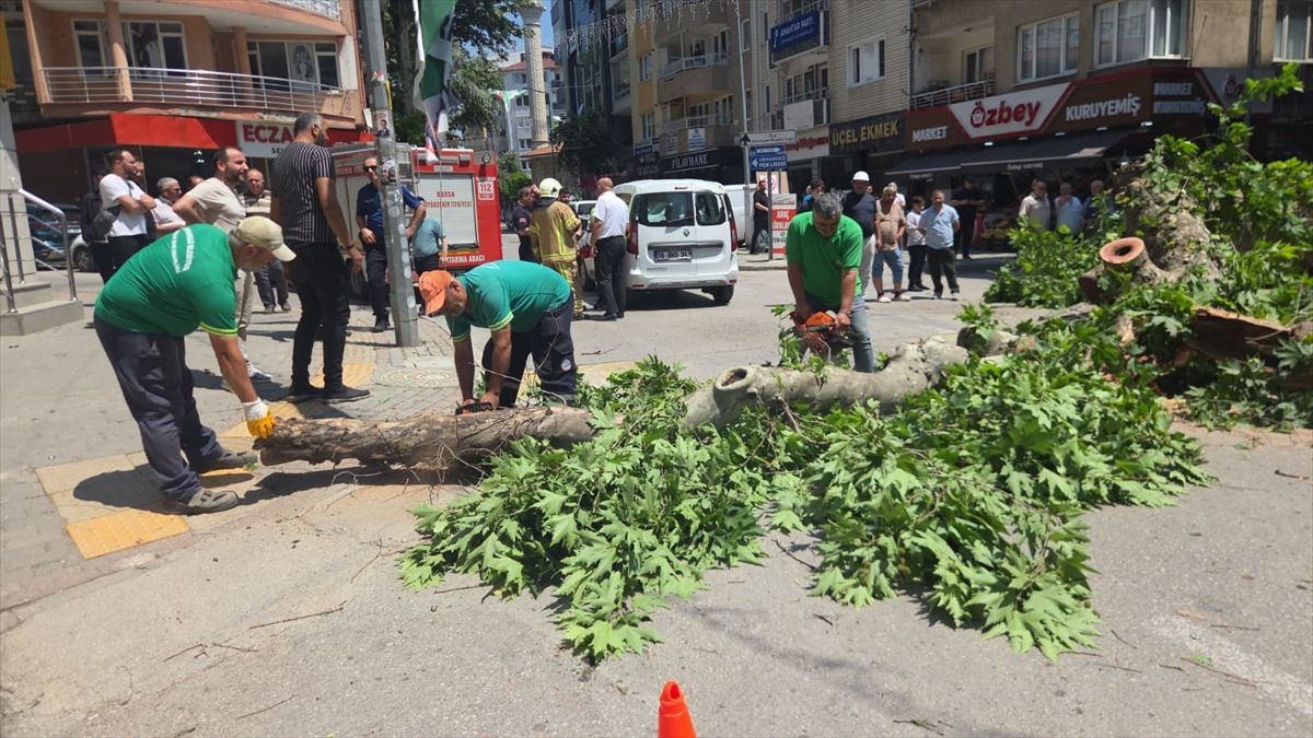 Bursa'da devrilen ağaç nedeniyle bir araç zarar gördü