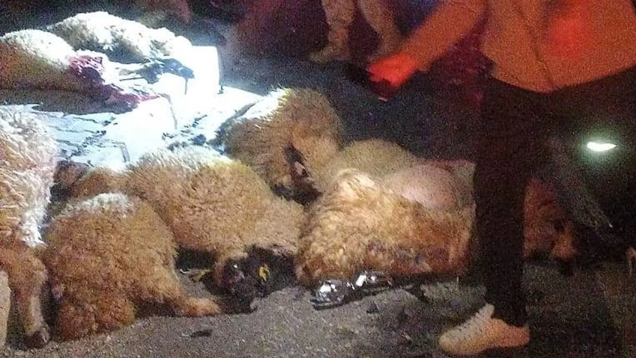 Van’da otomobil koyun sürüsünü biçti! 17 hayvan telef oldu