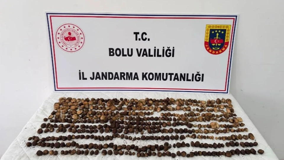 Yeniçağa'da biyoçeşitliliği tahrip edenlere geçit yok: 4,5 kilogram yabani salep toplayanlara iki milyon liralık ceza şoku