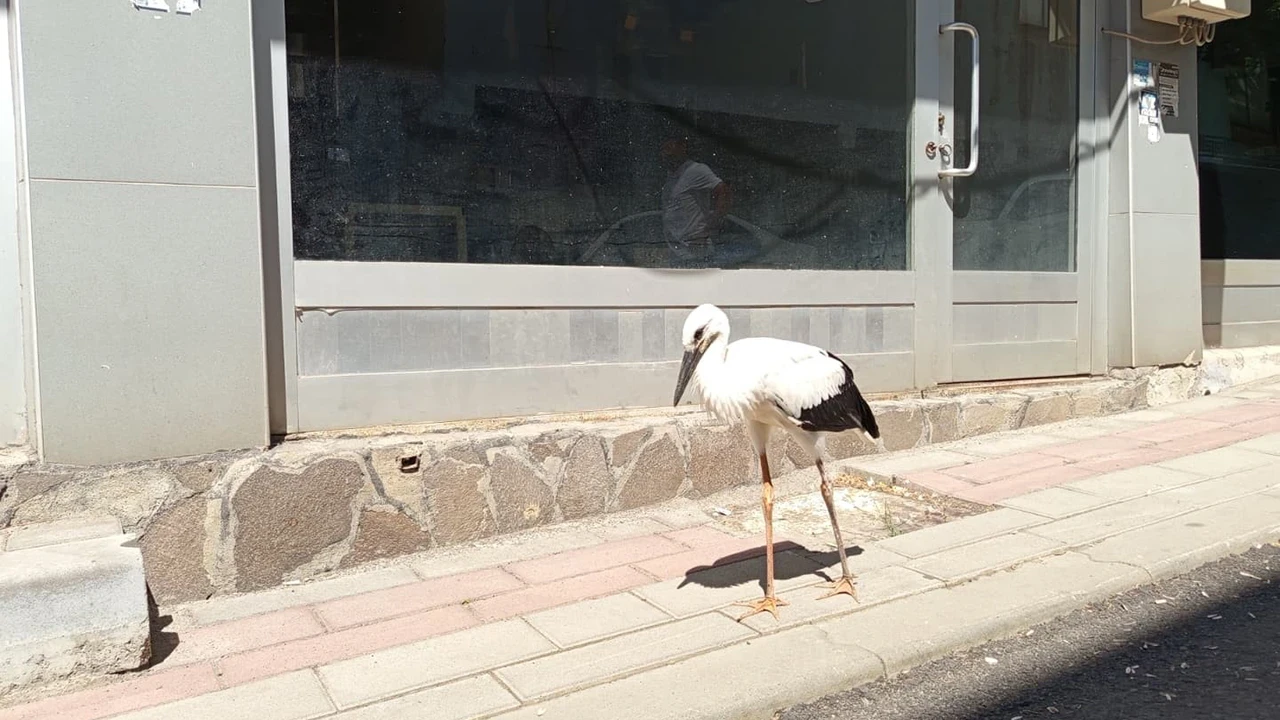 Yuvadan defalarca düşen inatçı leylek için esnaftan hayat kurtaran karar