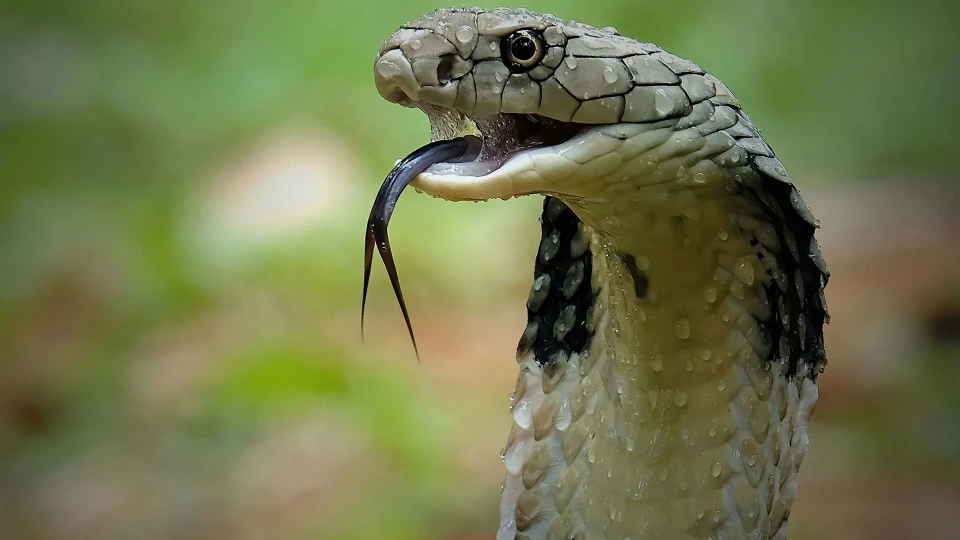 Çin'de Sel Sonrası Kobra Alarmı: Çiftlikten 900 Yılan Kaçtı