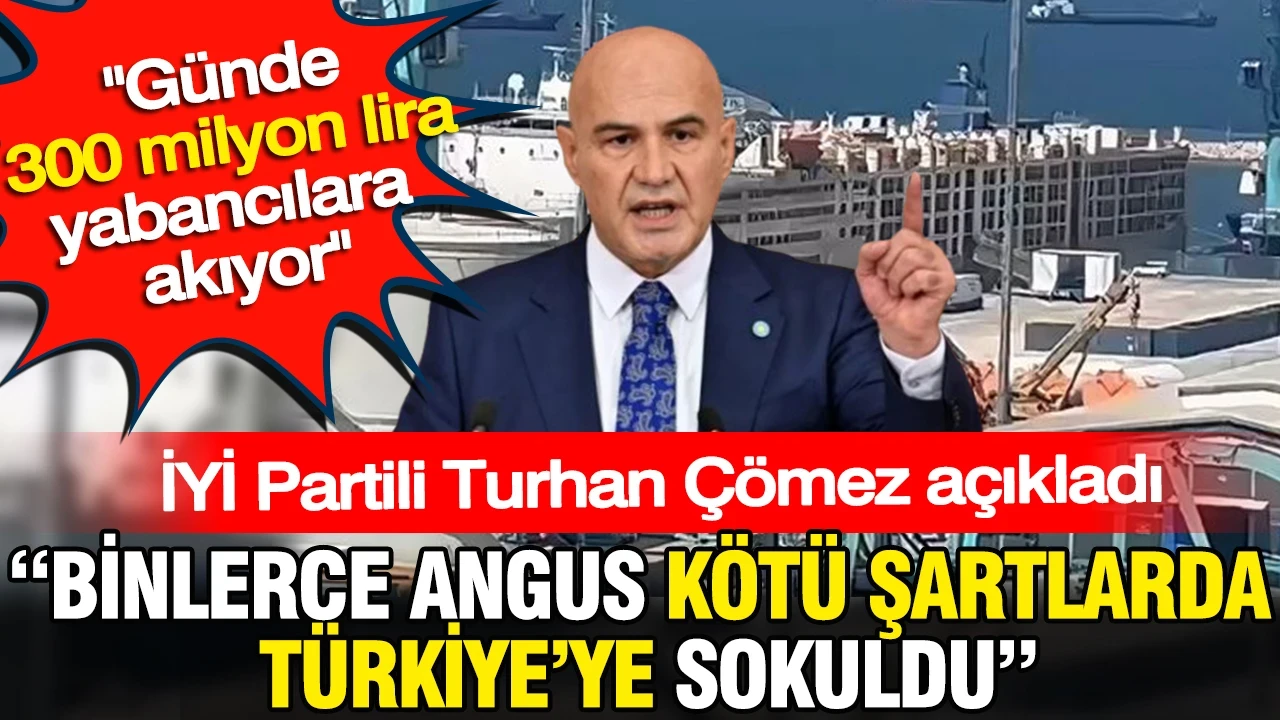 Binlerce angus kötü şartlarda Türkiye'ye sokuldu: Günde 300 milyon lira yabancılara akıyor