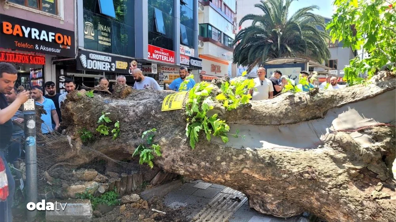 Bursa’da asırlık çınar yola devrildi: Facia son anda önlendi
