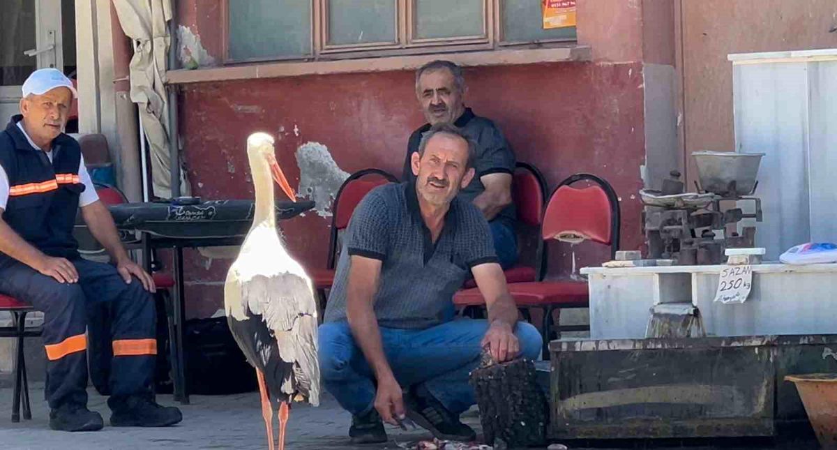 Balıkçı Ahmet ile leyleğin 10 yıllık kahvehane randevusu