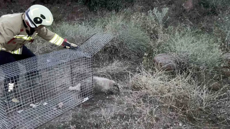 Doğada nadir görülen bal porsuğu mahsur kaldığı havuzdan kurtarıldı