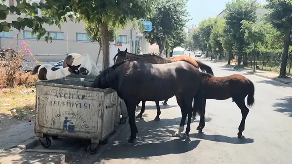 İstanbul'da başıboş at tehlikesi! Birden yola fırlıyorlar! Sürücüler panikliyor