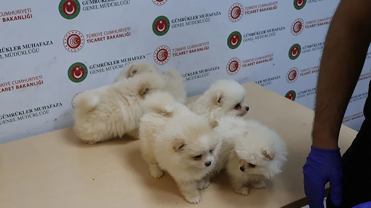 Kapıkule'de piyasa değeri 472 bin TL olan 6 Pomeranian yavrusu ele geçirildi