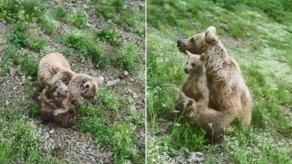 Artvin Ardanuç'ta yiyecek arayan boz ayı ve yavruları kamerada