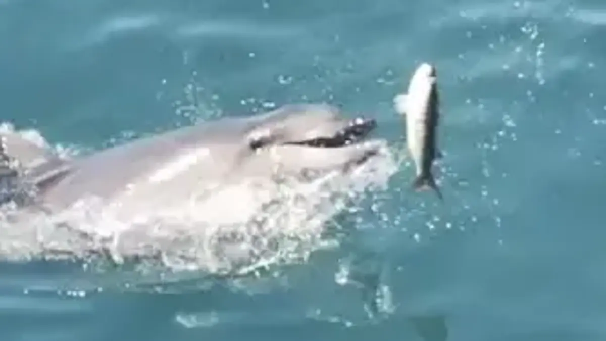 Kadıköy'de yunusların balık avı kamerada
