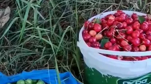 Bahçeden kovalar dolusu meyve topladı: Geriye 5 lira bırakıp helallik istedi