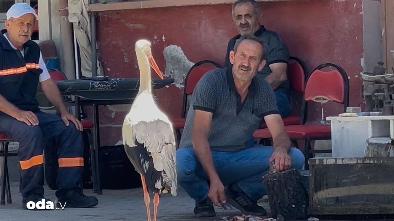 Yaren leylekten sonra: Ahmet Yılmaz ile leyleğin kahvehane dostluğu