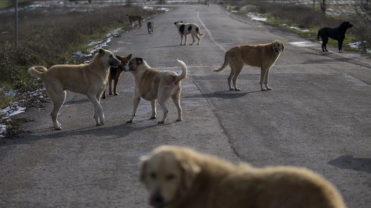 Bakan Çiftçi’den "sokak köpekleri" açıklaması!