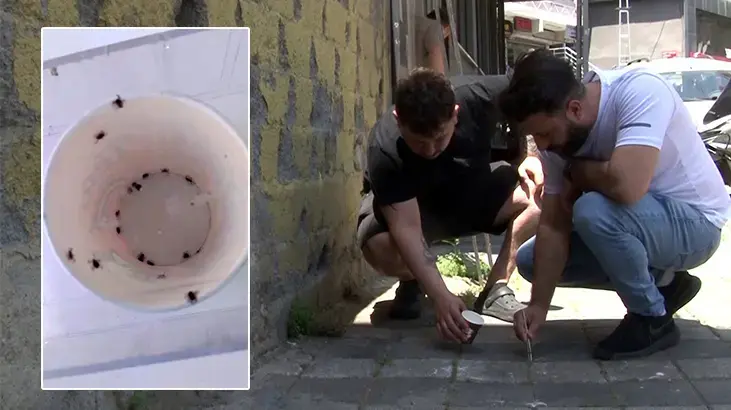 İstanbul'da kene alarmı! 'İlk defa böyle bir istila gördüm'