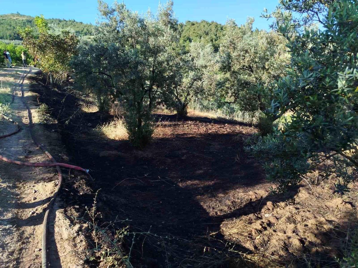 Bilecik'te zeytin tarlasında çıkan yangın korkuttu