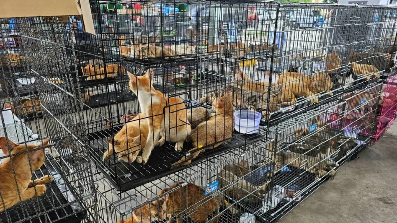 Evlerden tek tek toplandılar… Yüzlerce kedi kesilmekten son anda kurtuldu