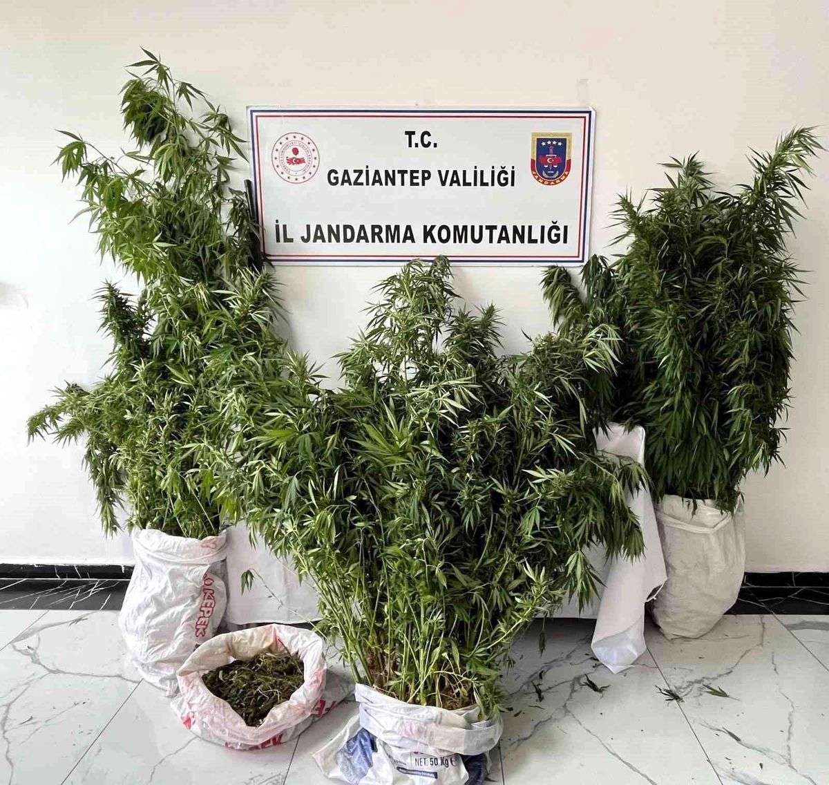 Gaziantep'te 215 kök kenevir ele geçirildi: 1 gözaltı