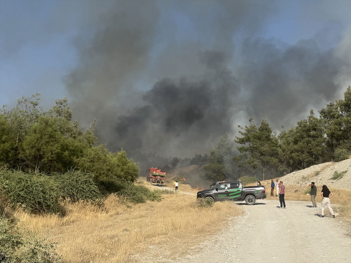 Şanlıurfa'da otluk yangını ormana sıçradı