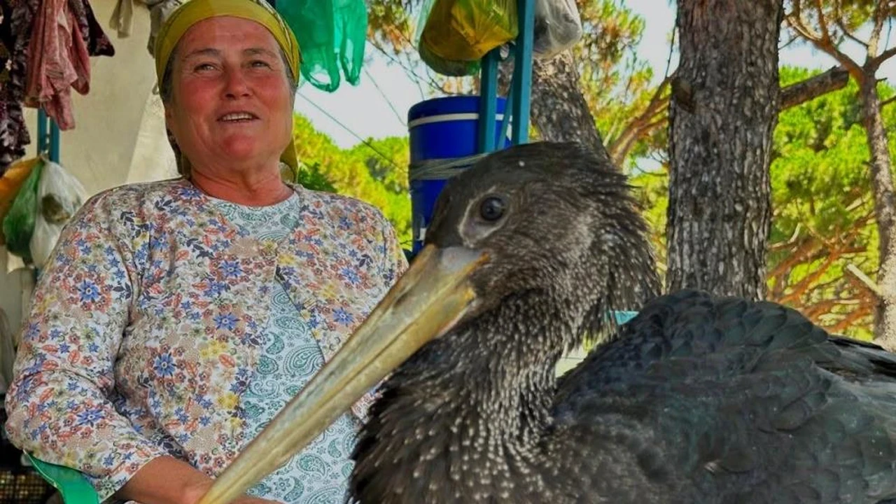 Aydın'da yaralı bulunan karaleylek iyileştirilerek doğaya salınacak