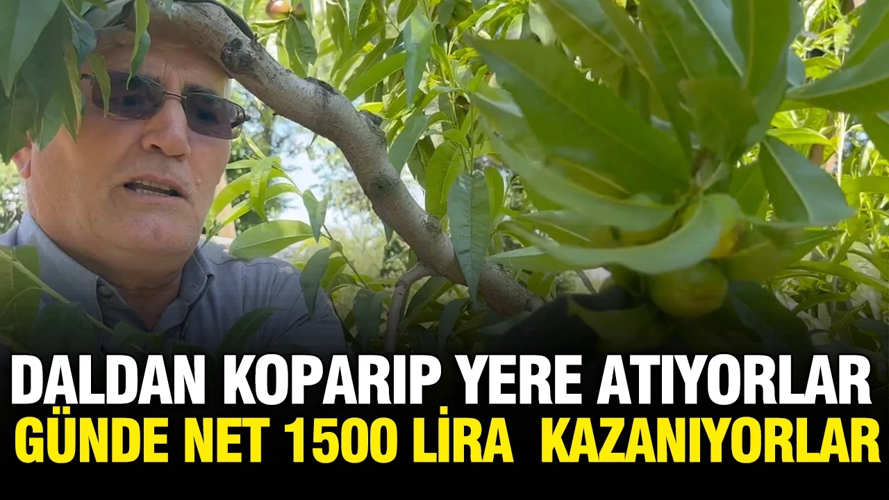 Günde net 1500 TL nakit kazanç elde ediyorlar: Dalından koparıp yere atıyorlar