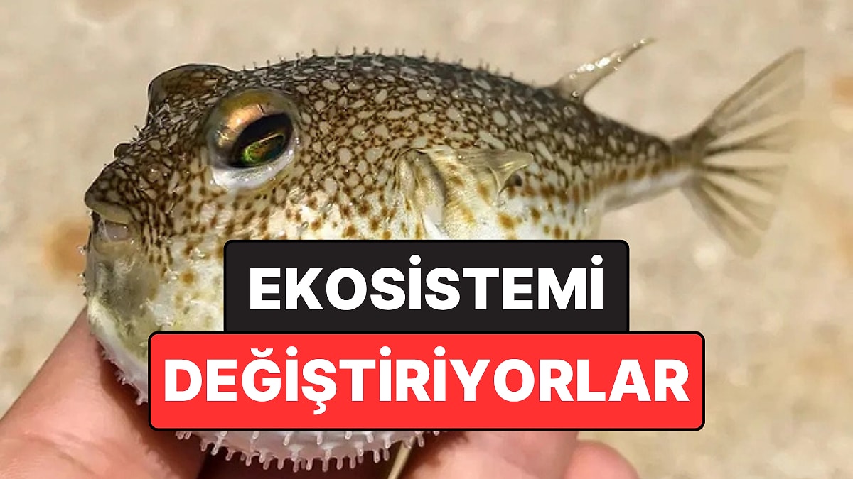 Balon Balığı Akdeniz’de Kalıcı Hale Geldi: İstilacı Türler Ekosistemi Değiştiriyor