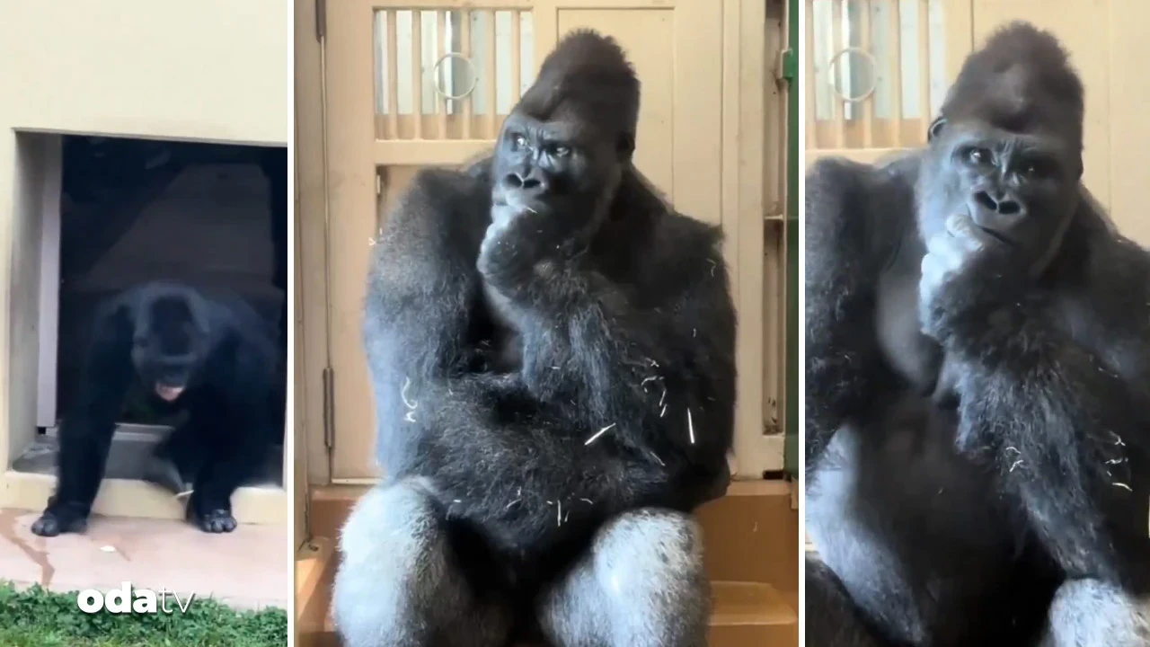 Eşiyle kavga eden goril böyle düşüncelere daldı