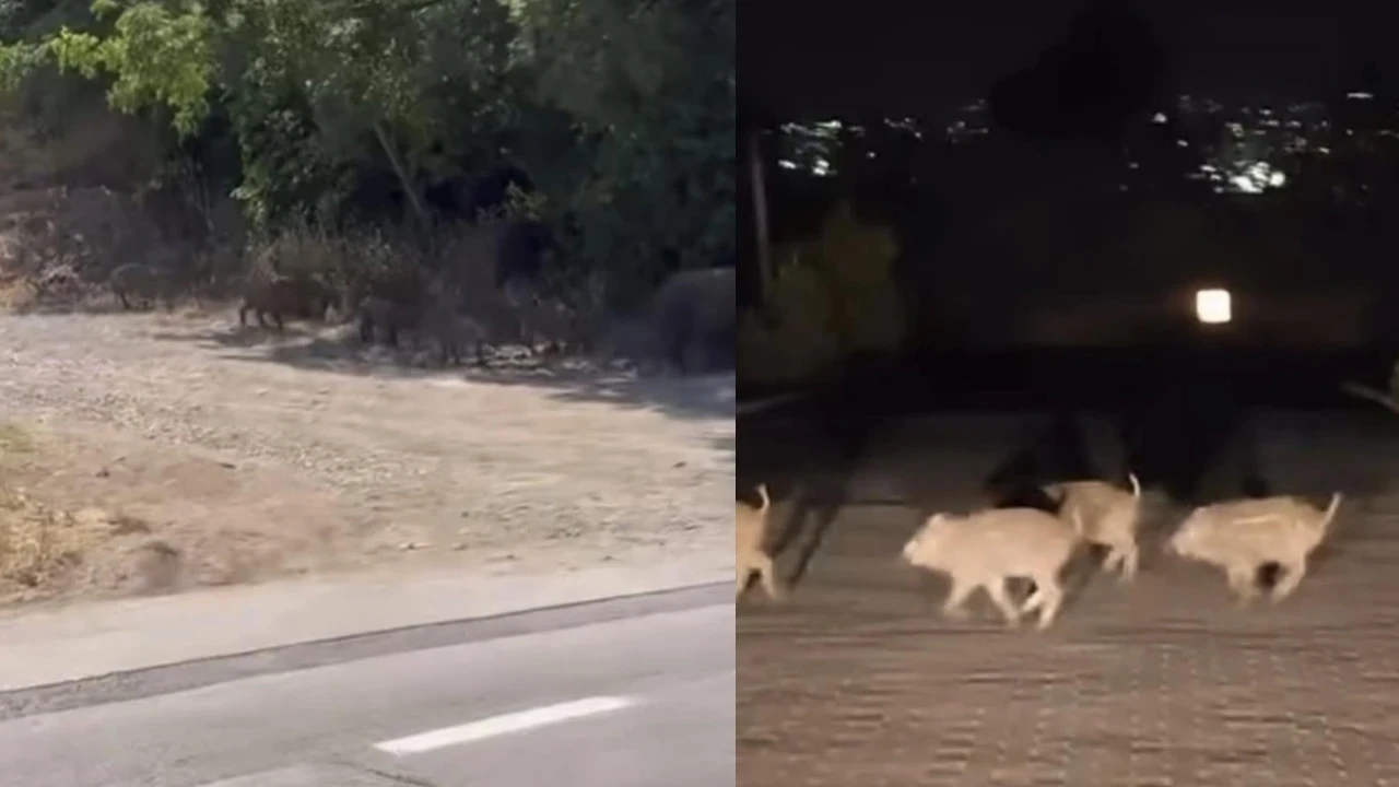 Bursa'da aç kalan domuz sürüsü mahalle ve mesire alanlarına indi