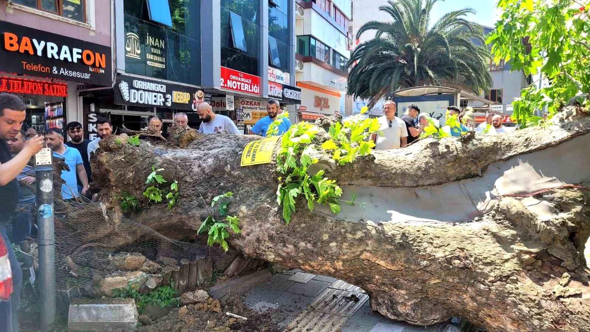 Bursa'da faciadan dönüldü...Asırlık çınar yola devrildi
