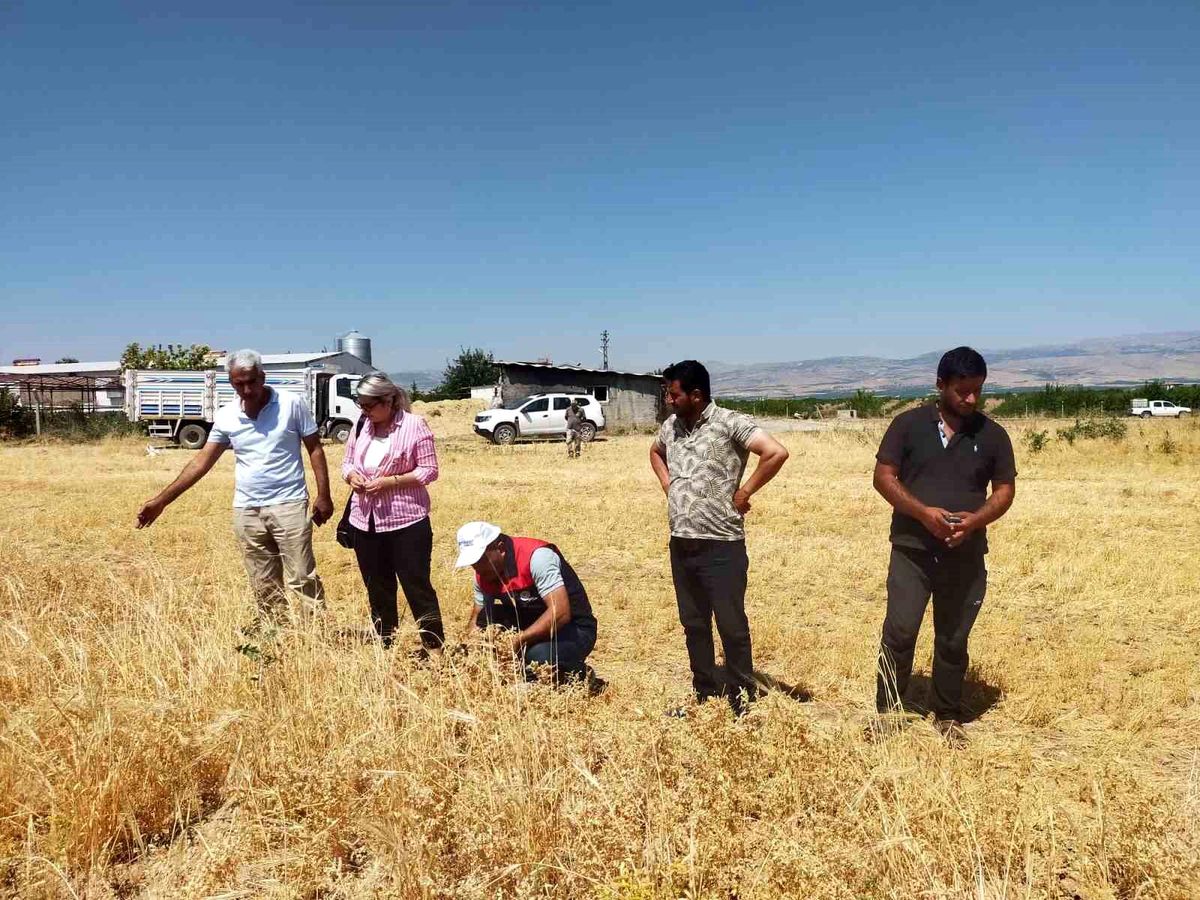 Malatya'da 500 ton nohut rekoltesi bekleniyor