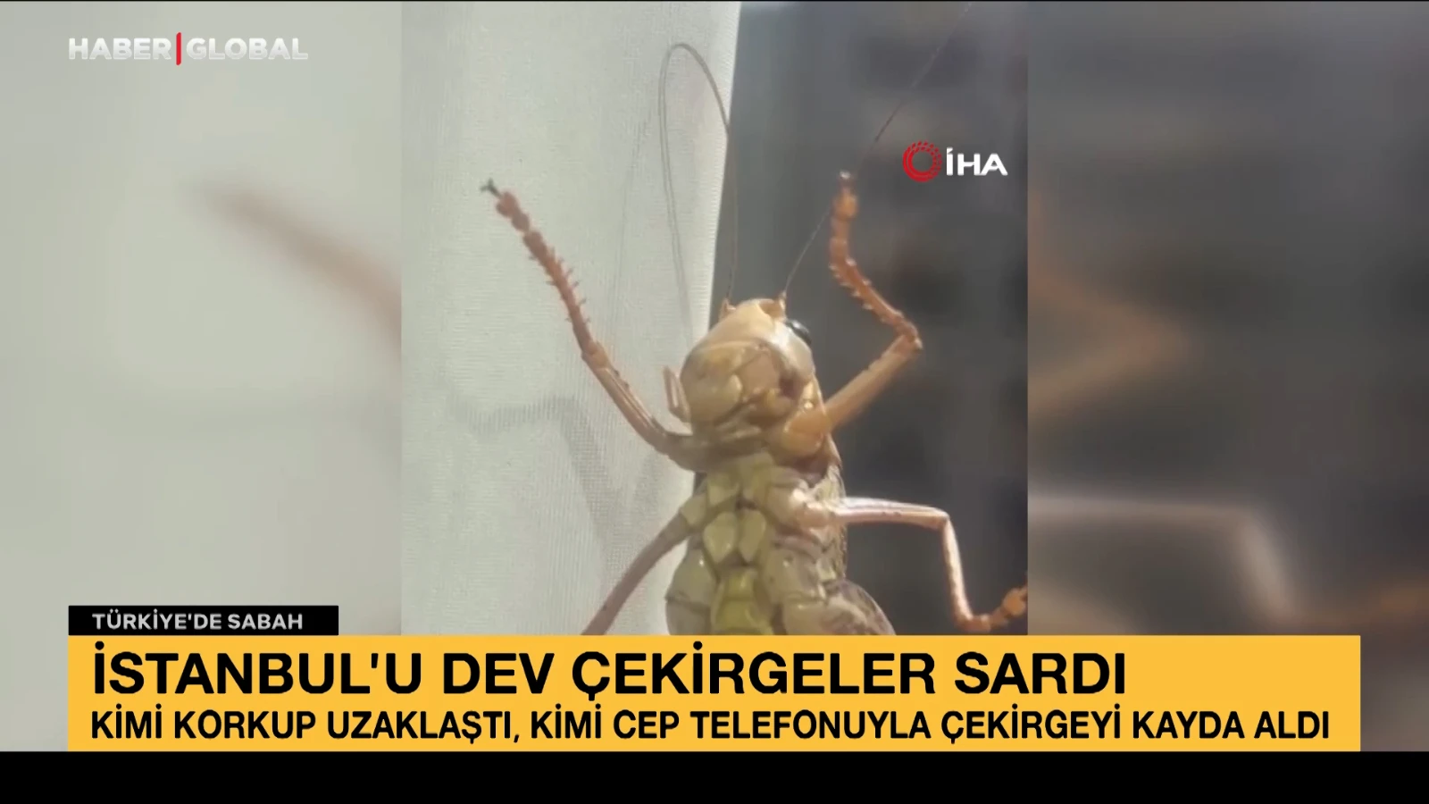 İstanbul’u dev çekirgeler sardı