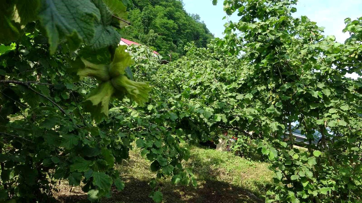 Giresun'da kahverengi kokarcaya karşı samuray arıları doğaya salındı