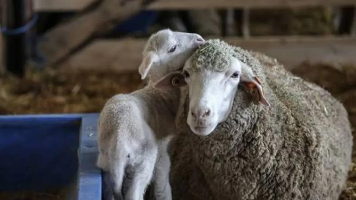 TİGEM 60 ton merinos yapağını satışa çıkarıyor! İhale tarihi belli oldu
