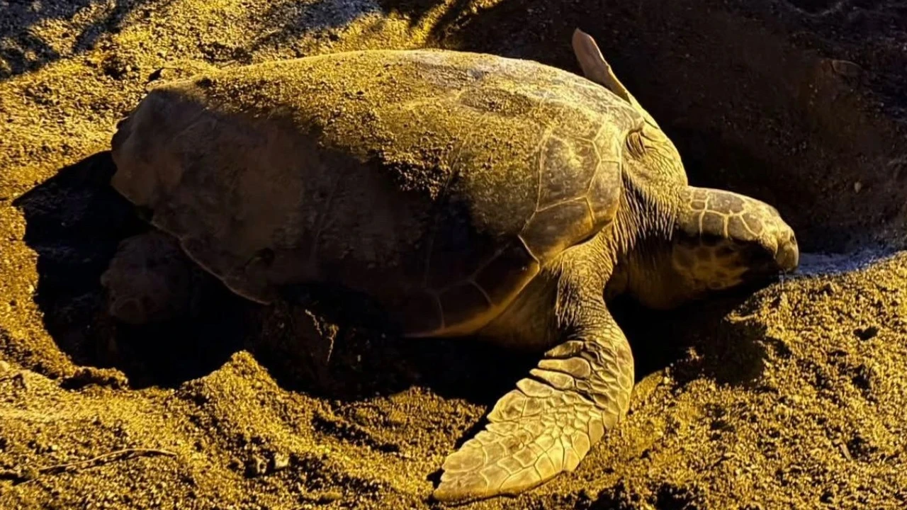 Marmaris'te Geceyi Unutulmaz kılan misafir: Caretta caretta
