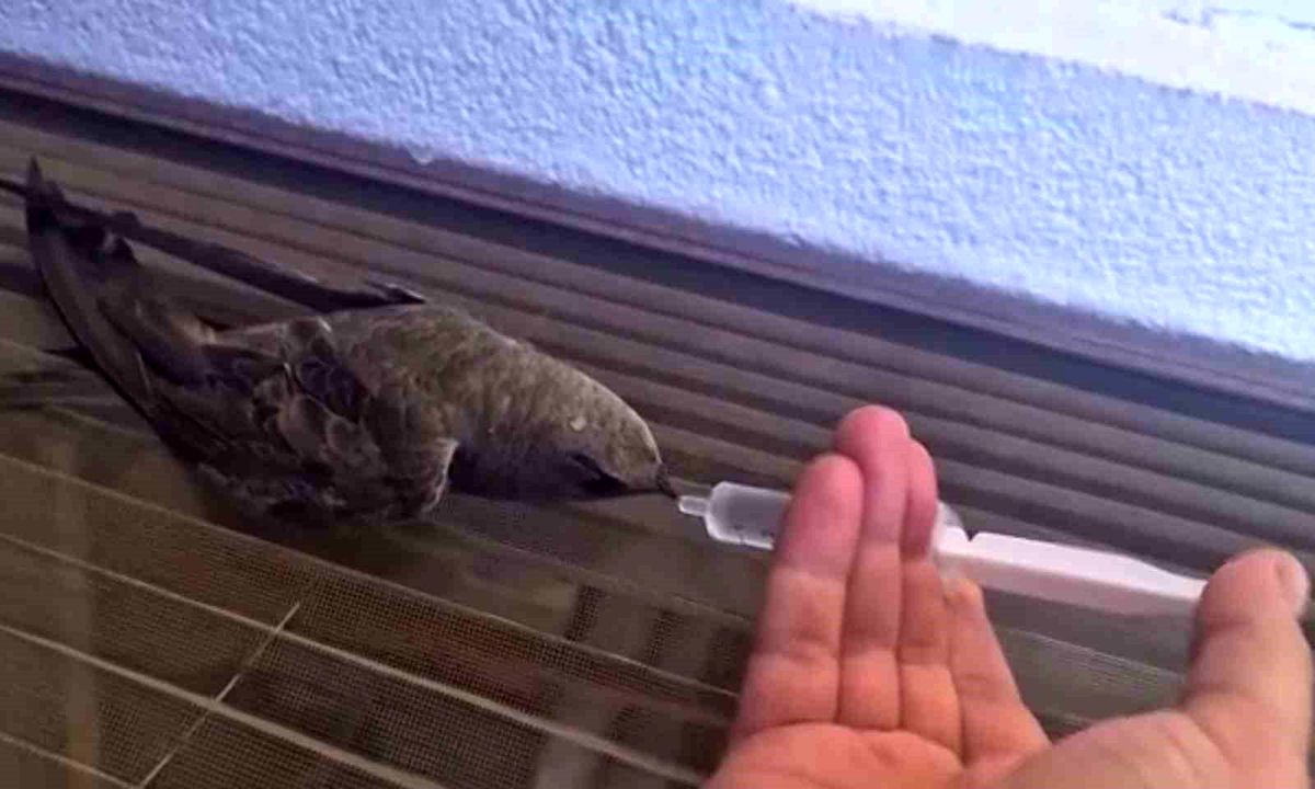 Sıcaktan bitkin düşen ebabil kuşu, su ile yeniden hayata tutundu