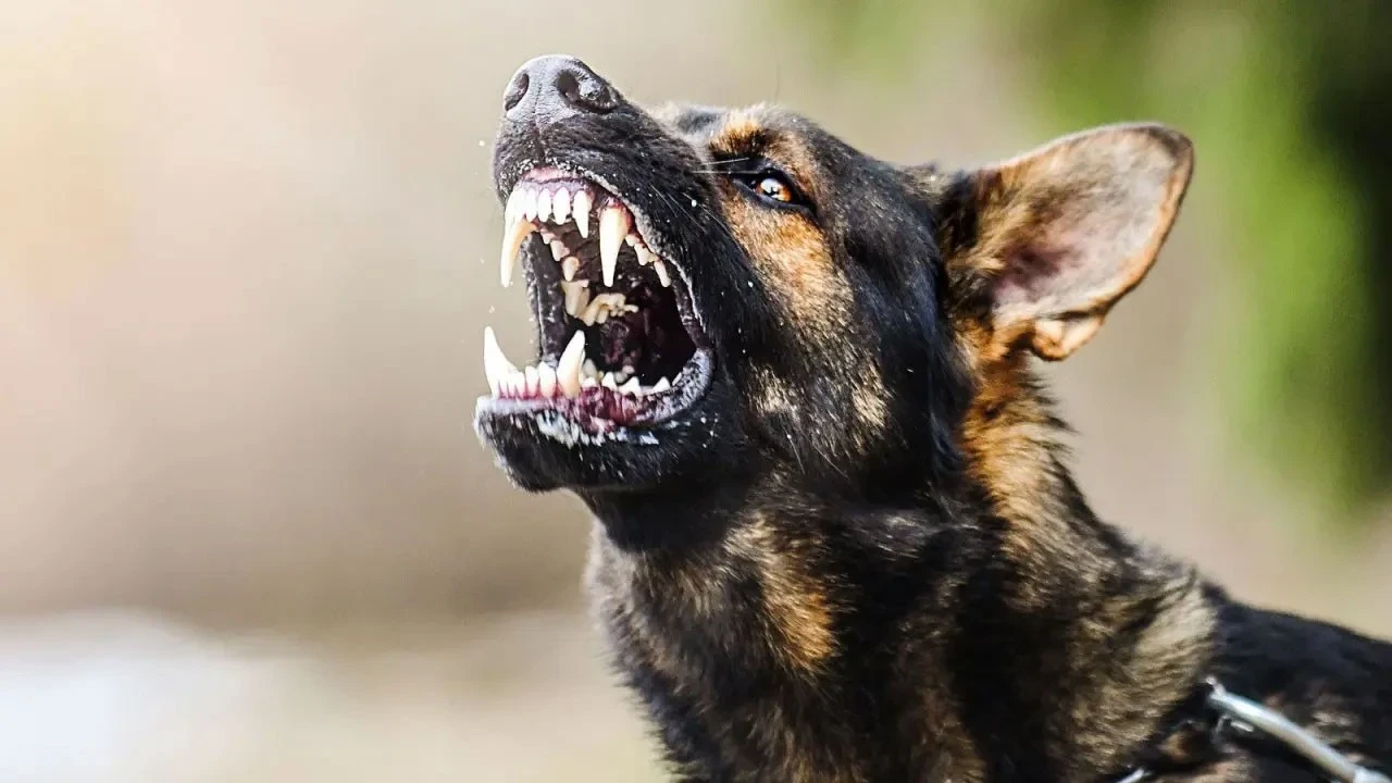 Valilik duyurdu: O ilde 52 bin başıboş köpek tamamen toplandı